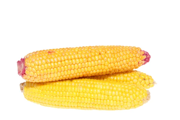 Corn cob — Stock Photo, Image
