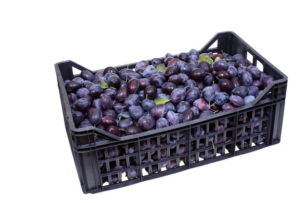 Plums in basket — Stock Photo, Image