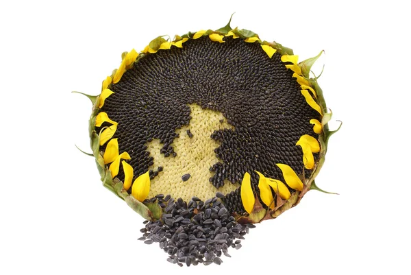 Sunflower — Stock Photo, Image