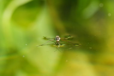 Water strider clipart