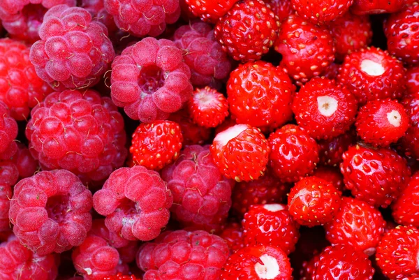 Raspberries and wild strawberry — Stock Photo, Image