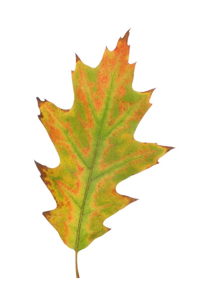 Листя осені — стокове фото