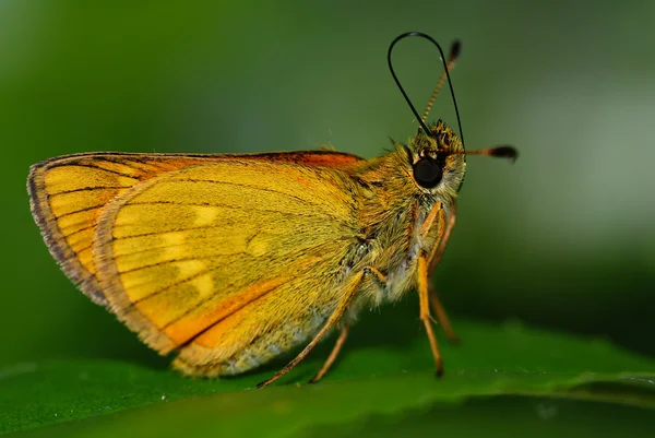 stock image Butterfly