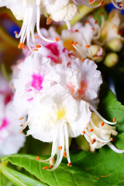 Chestnut flower — Stock Photo, Image