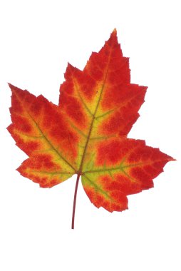 Leaf of autumn clipart