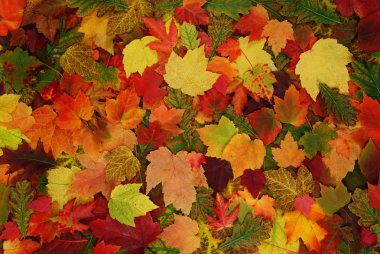 Leaf of autumn clipart