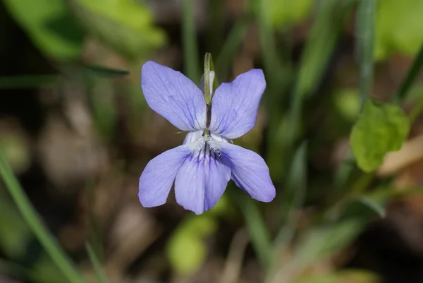 stock image Flower