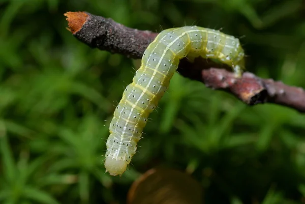 Caterpillar — Fotografie, imagine de stoc