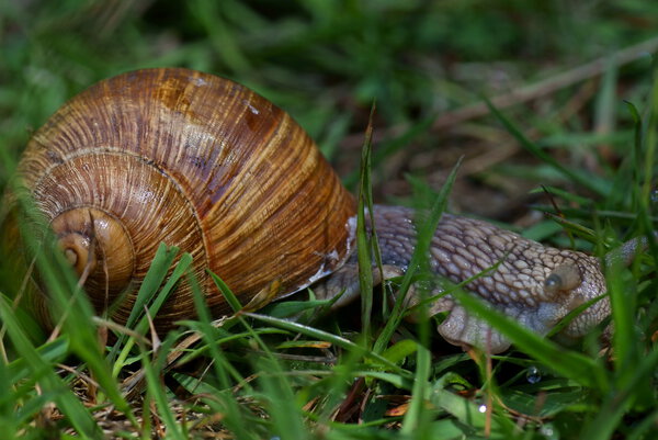 Big snail in green grass on background