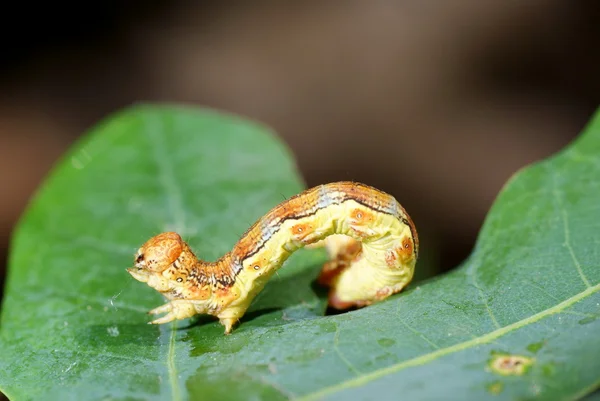Caterpillar — Fotografie, imagine de stoc
