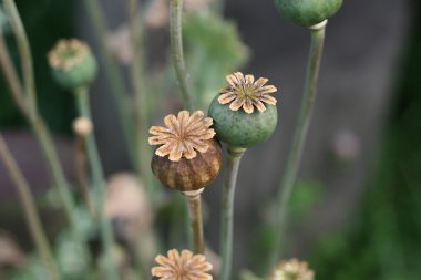 Couple of poppy plant clipart