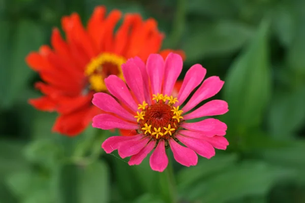 stock image Two beautiful flowers