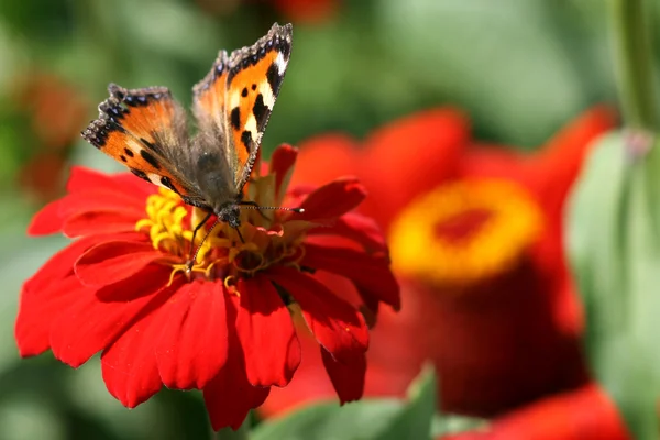 stock image Butterfly on red flower