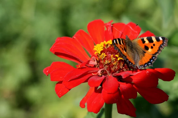 Papillon sur fleur rouge — Photo