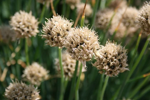 stock image Flowers and seed