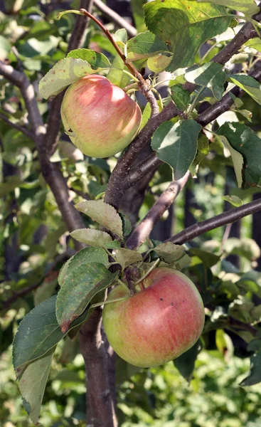 红苹果植物 — 图库照片