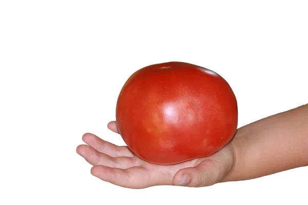 Pomidor w ręku — Zdjęcie stockowe