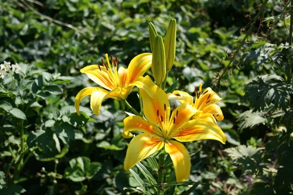 Two beautiful flowers — Stock Photo, Image