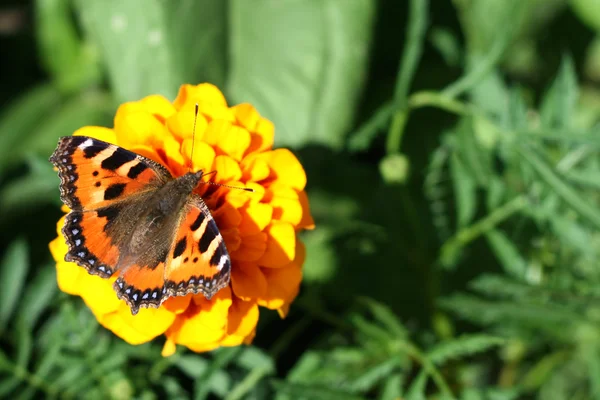 Motyl na żółtym kwiatku Obrazy Stockowe bez tantiem