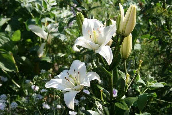 Weiße schöne Blumen Stockfoto