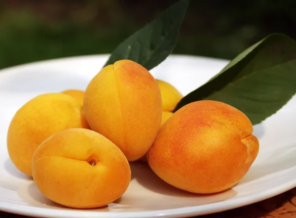 stock image Apricots on plate