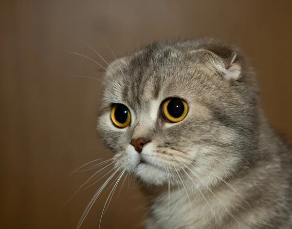 Schottische Falte graue Katze — Stockfoto