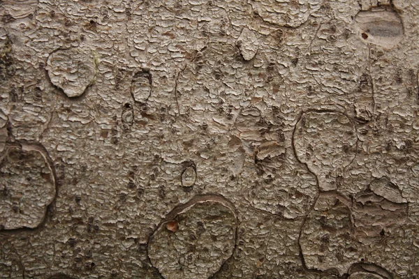 Кора дерева фону — стокове фото