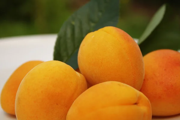 stock image Apricots