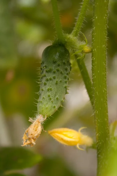 stock image Small cucumber