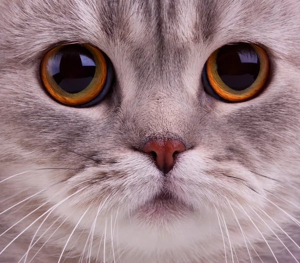Close-up van katten gezicht — Stockfoto