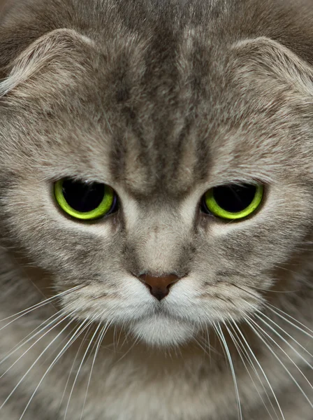 แมวดู — ภาพถ่ายสต็อก