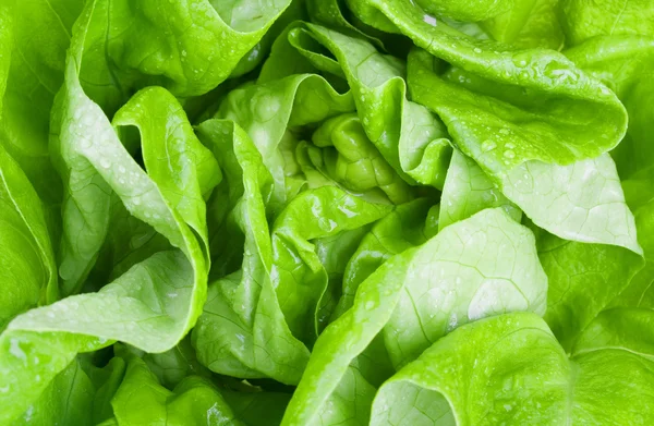 Fresh lettuce with water drops — Stock Photo, Image