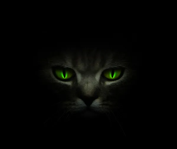 Olhos de gato brilhando no escuro — Fotografia de Stock