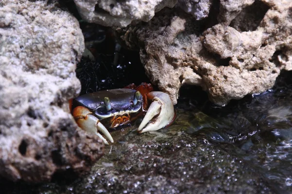 Crabe. — Foto de Stock