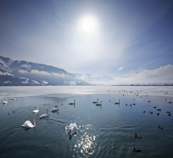 Zell Am See — Stock Photo, Image