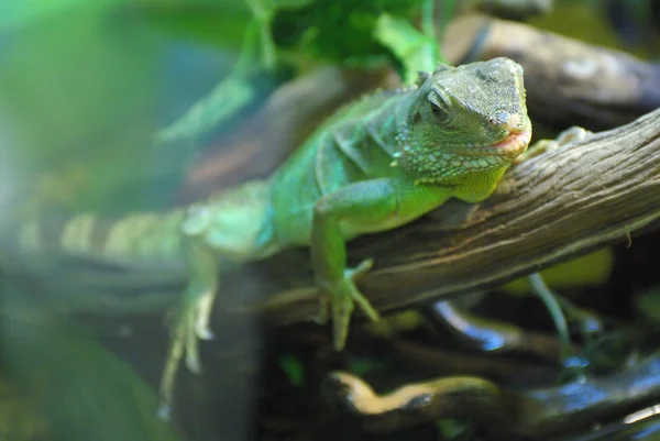 stock image Lizard