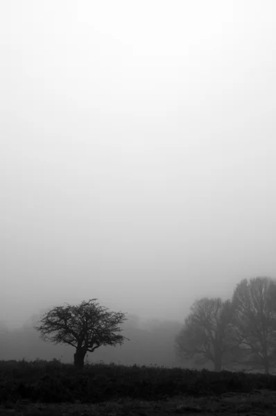 stock image Morning fog