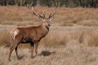 doğada fawn .