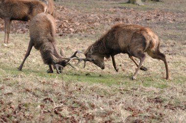 doğada fawn .