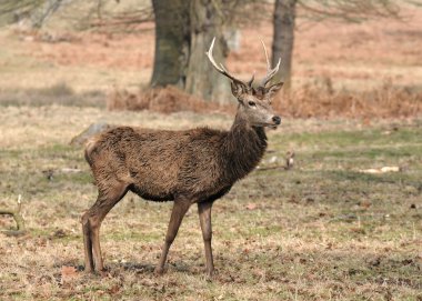 doğada fawn .