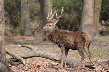 doğada fawn .