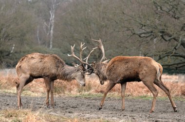 doğada fawn .