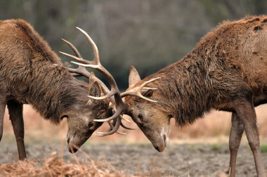 doğada fawn .