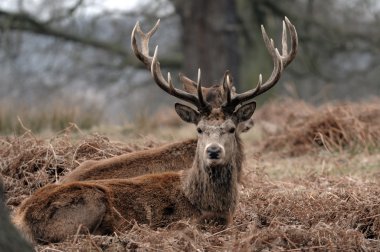 doğada fawn .