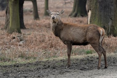 doğada fawn .