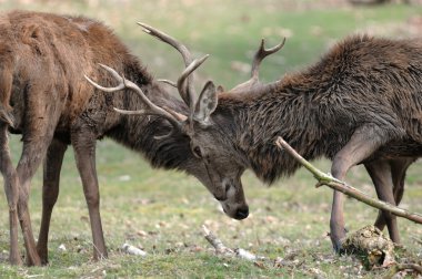 doğada fawn .