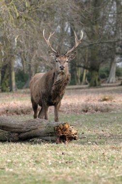 doğada fawn .