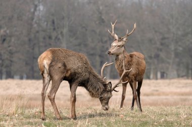 doğada fawn .