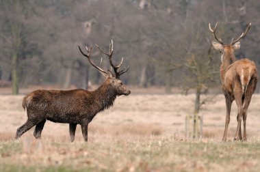 doğada fawn .