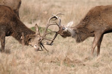 doğada fawn .